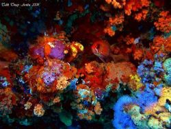 I loved all these colorful corols and a single big eyed! by Talih Tinay 